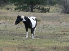 PICTURES/Elizabethtown Ghost Town - NM/t_Paint.jpg